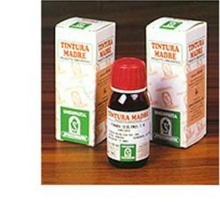SP.HIERACIUM PILOSELLA TM 50ml SP.HIERACIUM PILOSELLA TM 50ml