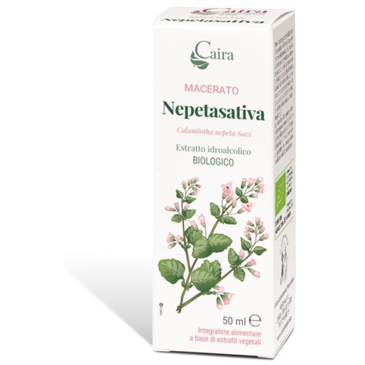 CAIRA NEPETASATIVA Macerato CAIRA NEPETASATIVA Macerato
