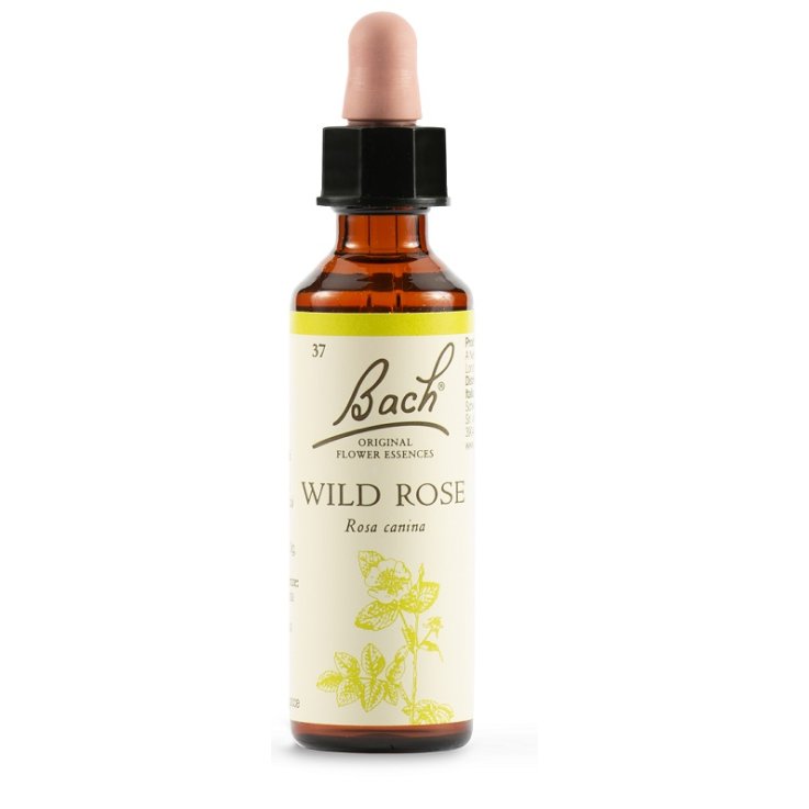 BACH 37 Wild Rose 20ml BACH 37 Wild Rose 20ml