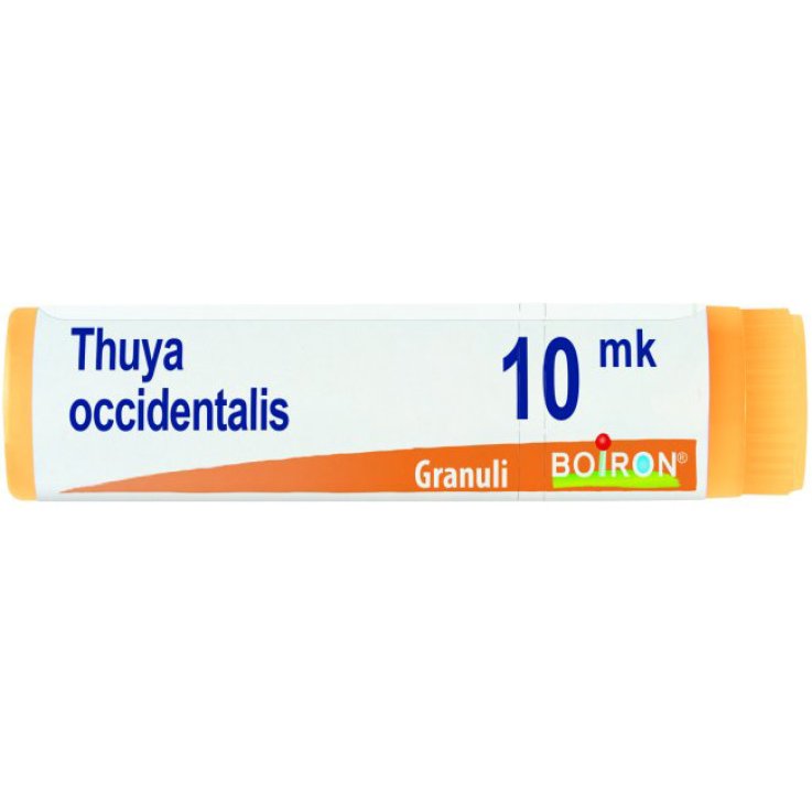 BO.THUYA OCC.Dose XMK BO.THUYA OCC.Dose XMK